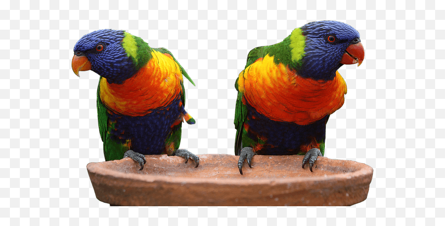 4 Things About Lorikeet Parrot - Care Personality Speech Colorful Parrot Emoji,African Grey Parrot Reading Emotions