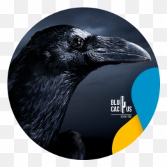 Page 28 U2013 Blucactus Digital Marketing Emoji,Hand Cell Bird Emoji