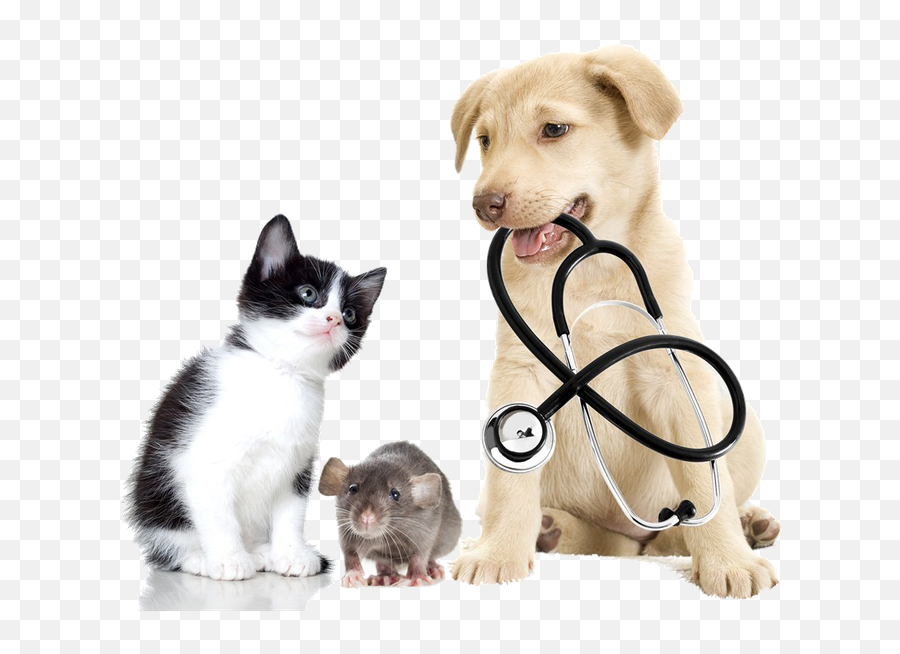 Download And Pet Veterinary - Animal Doctor Emoji,Send Your Friends Cute Cream Labrador Retriver Emojis