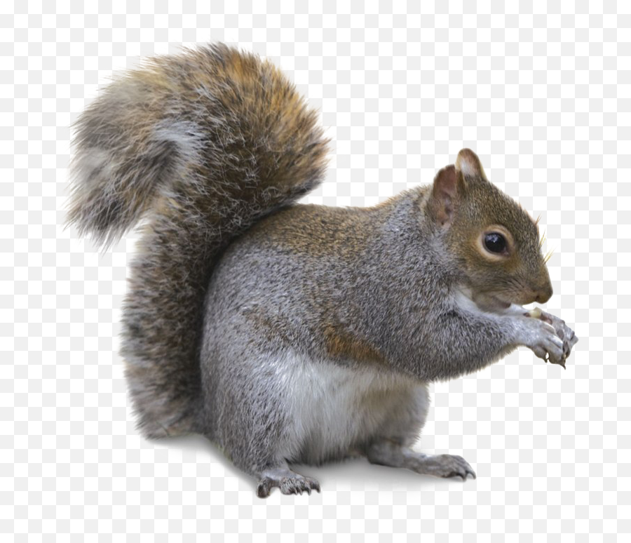 Squirrel Png Transparent Image Png Arts - Gray Squirrel Png Emoji,Squrrel Emoji