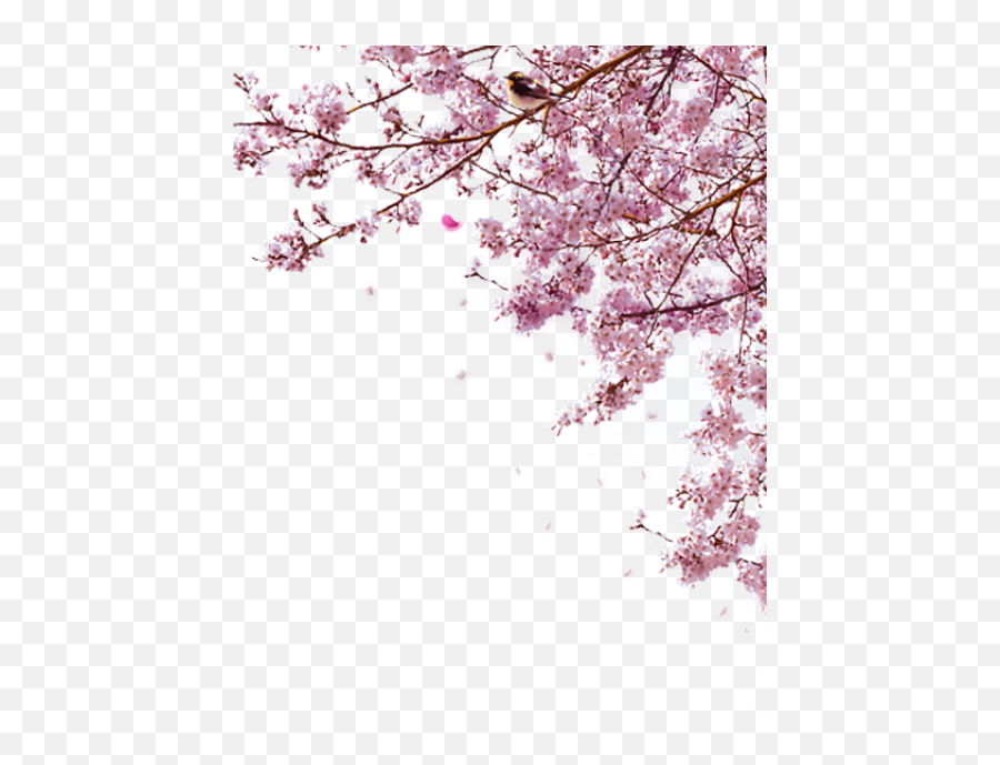Grape Png Transparent Background Image For Free Emoji,Sakura Blossom Emoticon