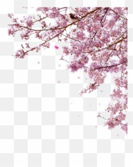 Grape Png Transparent Background Image For Free Emoji,Sakura Blossom Emoticon