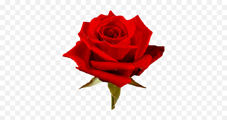 Free Animated Roses Images Download Free Clip Art Free - Red Rose Graphic Emoji,Boquet Emoji