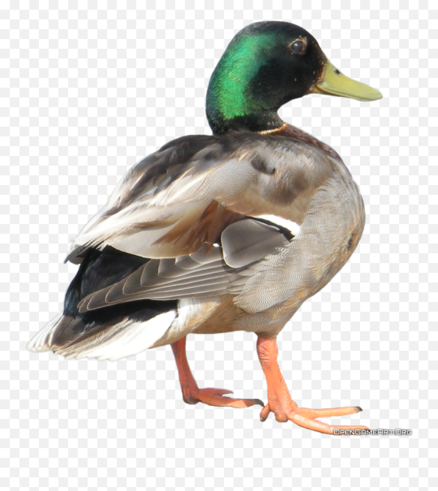 Waterfowl - Duck Clipart Png Transparent Emoji,Drake Bird Emoji