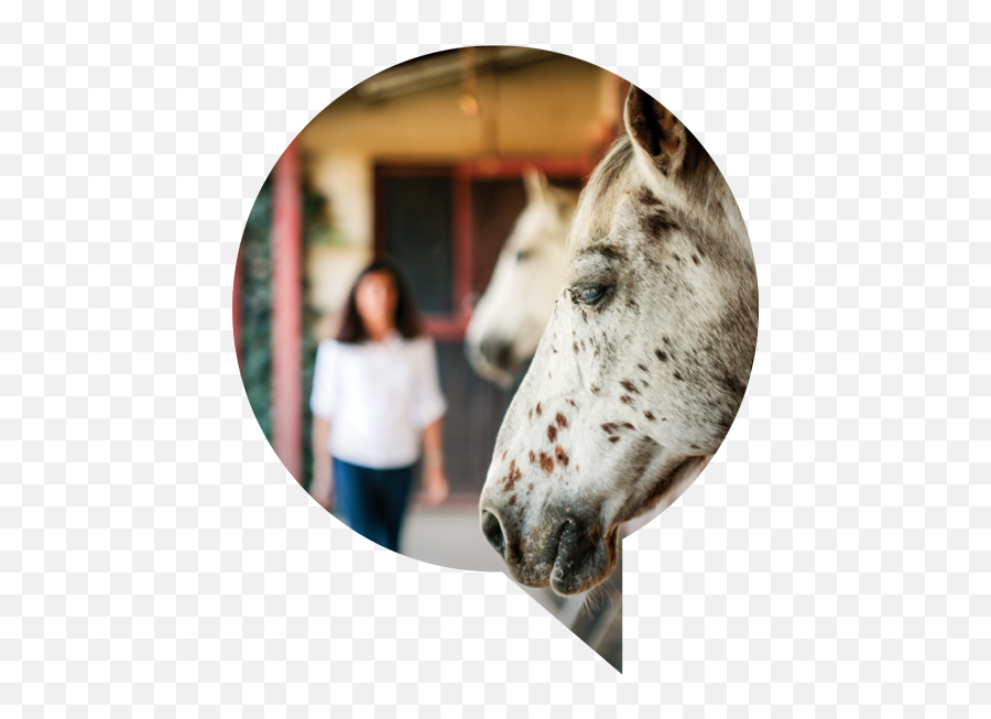 Stoke Equine Workshops - Horse Supplies Emoji,Horse Emotions