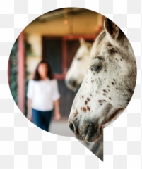 Stoke Equine Workshops - Horse Supplies Emoji,Horse Emotions