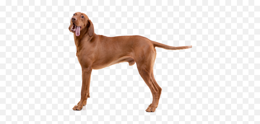Vizsla Breed Facts And Information Petcoach - Vizsla Png Puppy Emoji,Dog With Flat Face Emotion