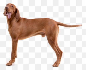 Vizsla Breed Facts And Information Petcoach - Vizsla Png Puppy Emoji,Dog With Flat Face Emotion