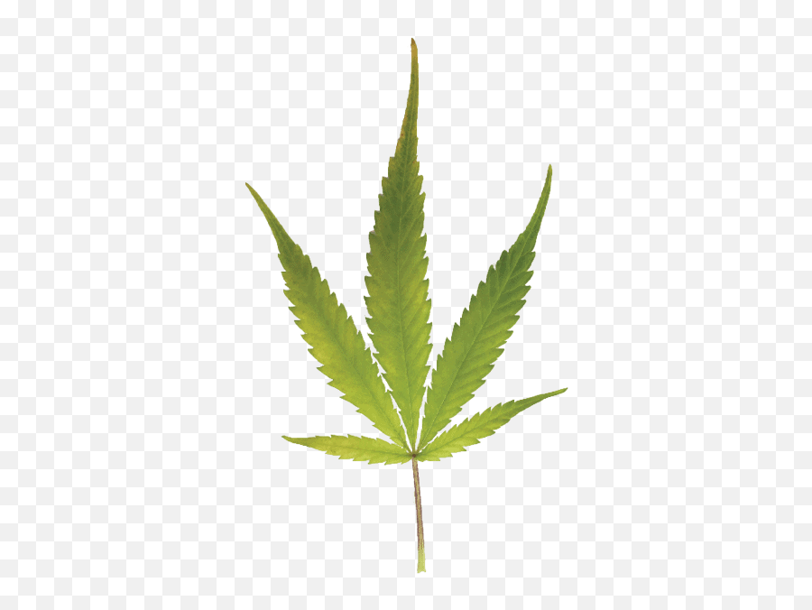 The Brightma Blueprint - Hemp Grower Marijuana Decal Emoji,Green And Plants Indoor Effect On Human Emotion