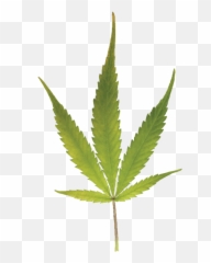 The Brightma Blueprint - Hemp Grower Marijuana Decal Emoji,Green And Plants Indoor Effect On Human Emotion