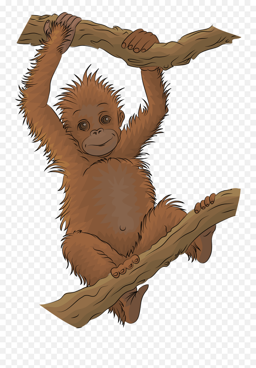 Orangutan Clipart Free Download Transparent Png Creazilla - Orang Utan Cartoon Png Transparent Emoji,Ape Emoji