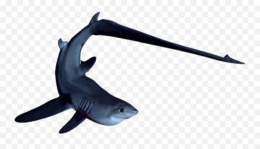 Thresher - Thresher Shark No Background Emoji,Shark Emoticon Depth