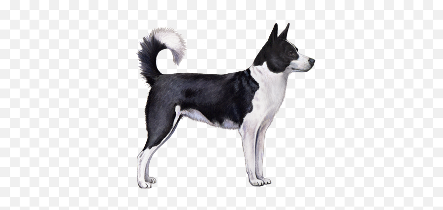 Canaan Dog Facts - Wisdom Panel Dog Breeds Emoji,Pet Emotions Black Desert