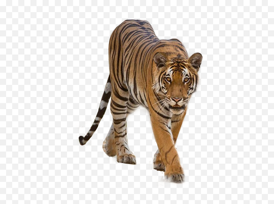 Popular And Trending - Bengal Tiger Emoji,Tigger Emoji