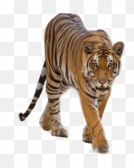 Popular And Trending - Bengal Tiger Emoji,Tigger Emoji