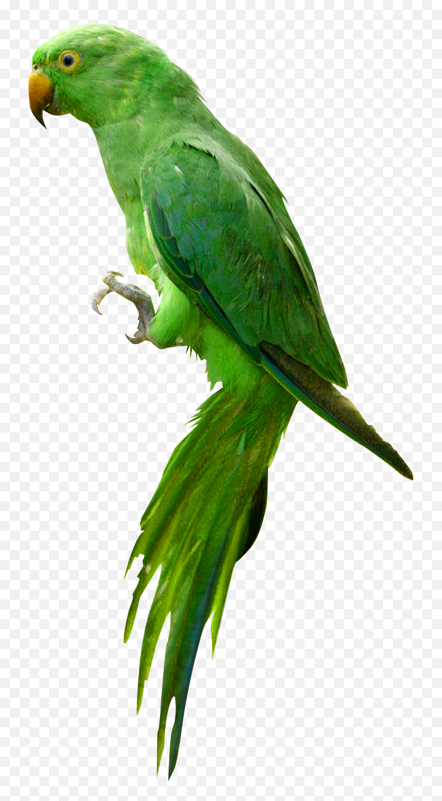 Parrot Png Images Free Pictures Download Emoji,Spinning Parrot Emoji