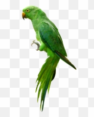 Parrot Png Images Free Pictures Download Emoji,Spinning Parrot Emoji