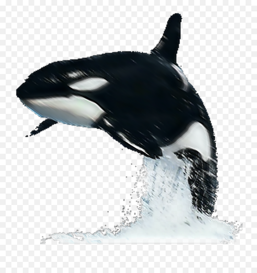 Wow Sticker Emoji,Killer Whale Emoji