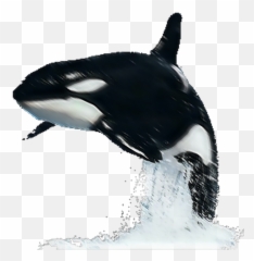 Wow Sticker Emoji,Killer Whale Emoji
