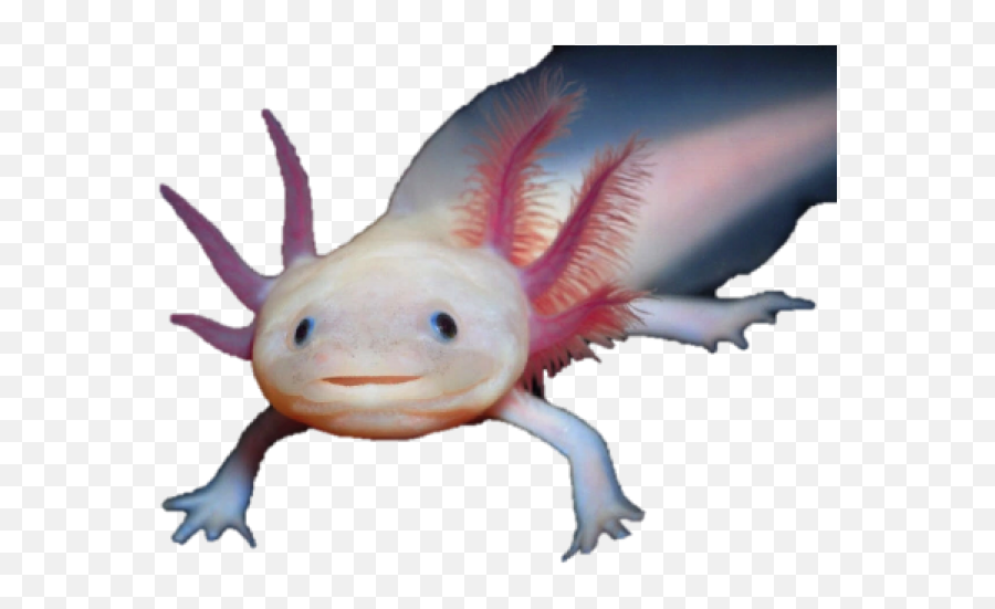 Salamander Clipart Transparent - Axolotl With White Background Emoji,Axolotl Emoji