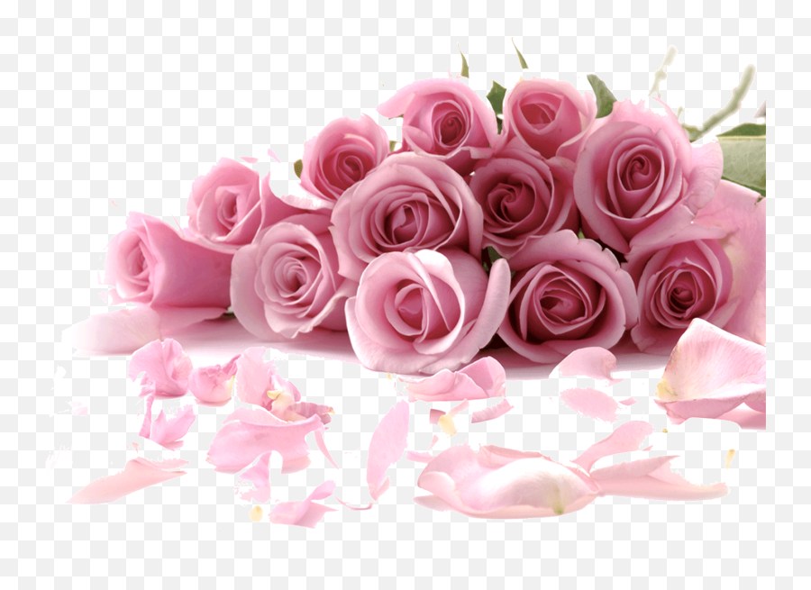 Beautiful Pink Roses - Rose Wallpaper Pictures Of Flowers Emoji,Pink Rose Emoji