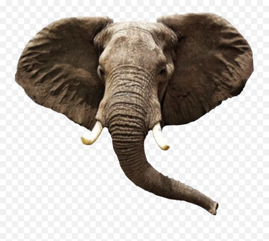 Elephant Head Elephanthead - Elephant Aesthetic African Elephant Head Png Emoji,Iphone Emojis Elephant