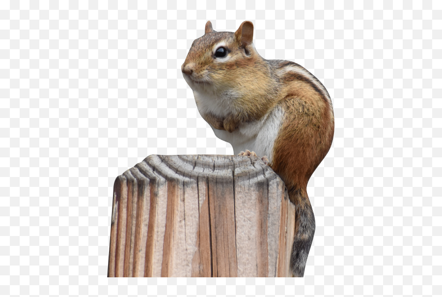 Chipmunk Transparent Background U2013 Gameznet Royalty Free - Colorado Chipmunk Emoji,Chipmunk Emoji