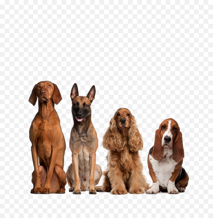 Perritos Sticker - Top 20 Smart Dog Breeds Emoji,Basset Hound Emoji