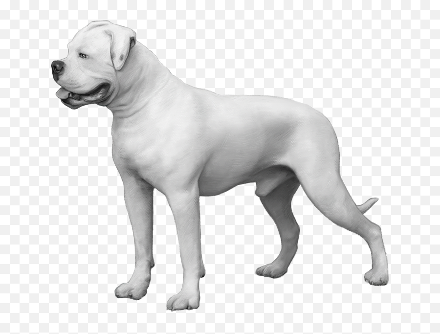 American Bulldogs Dog Breed Info Photos Common Names And Emoji,Emotion Dog Kit