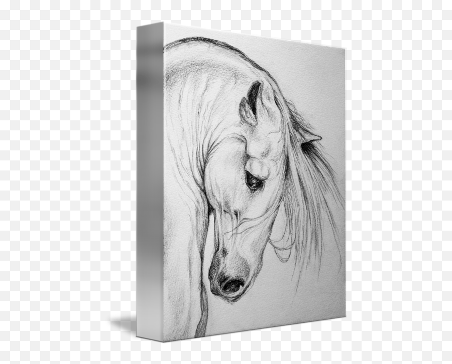 Andalusian Horse Pencil Art Portrait By Evey Studios Emoji,Facebook Emoticons. Rearing Horse