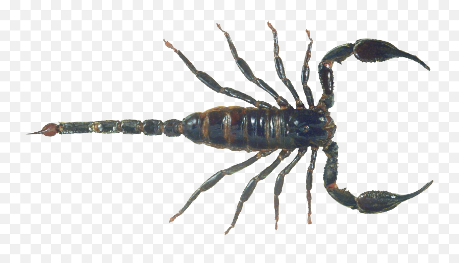 Scorpion Png Image Scorpion Scorpio Animals Emoji,Pet Emotions Black Desert