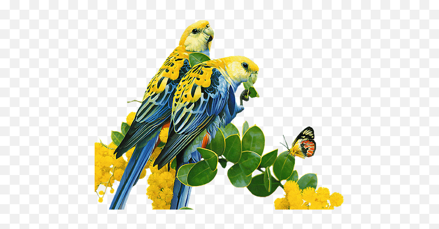 Budgerigar Png Transparent Images Png All Emoji,Spinning Parrot Emoji