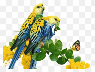 Budgerigar Png Transparent Images Png All Emoji,Spinning Parrot Emoji
