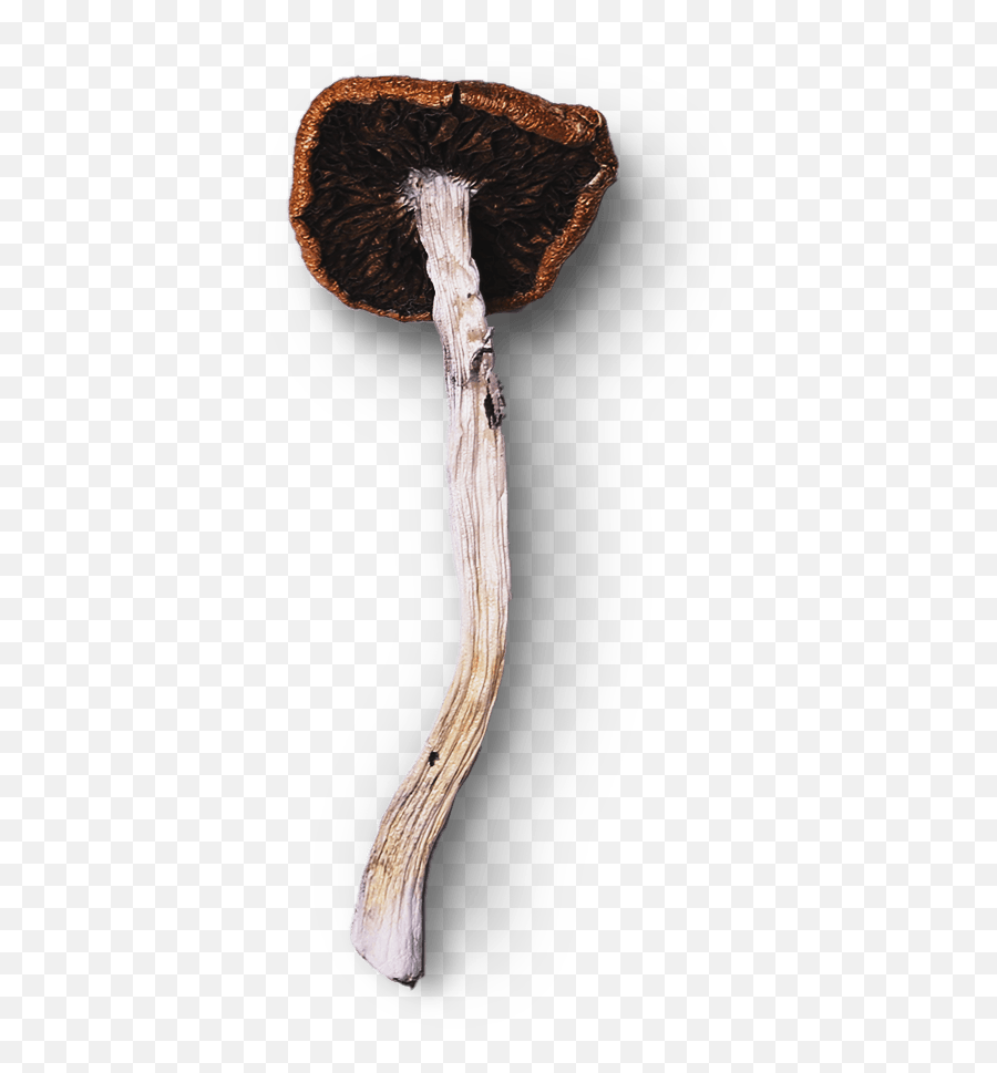 Blue Goba Canadau0027s Best Online Mushroom Dispensary Emoji,Penis Emoticon