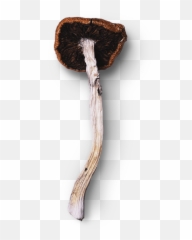 Blue Goba Canadau0027s Best Online Mushroom Dispensary Emoji,Penis Emoticon