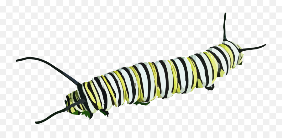 Free Caterpillar Worm Vectors - Caterpillar Png Emoji,Caterpillar Emoji