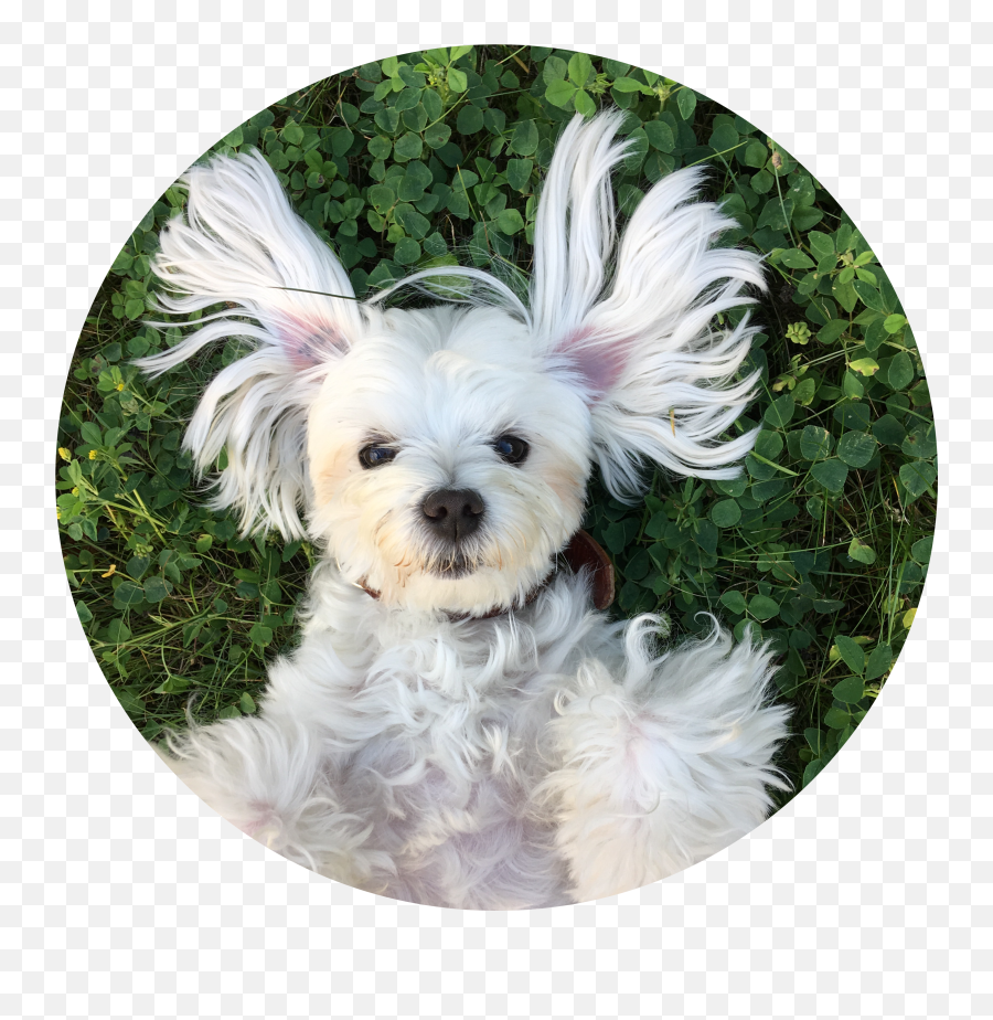 Dog Maltese Sticker Emoji,Maltese Emoji