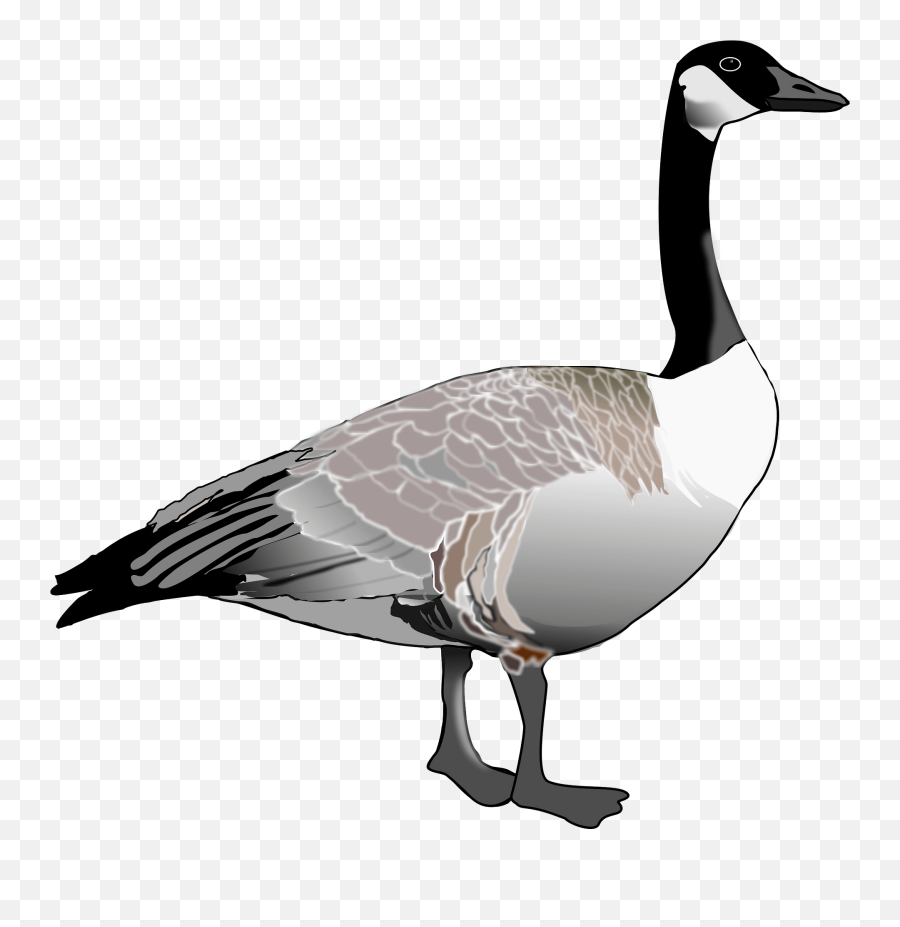 Canada Goose Clipart - Canadian Goose Clipart Emoji,Canadian Goose Emoji
