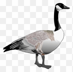 Canada Goose Clipart - Canadian Goose Clipart Emoji,Canadian Goose Emoji