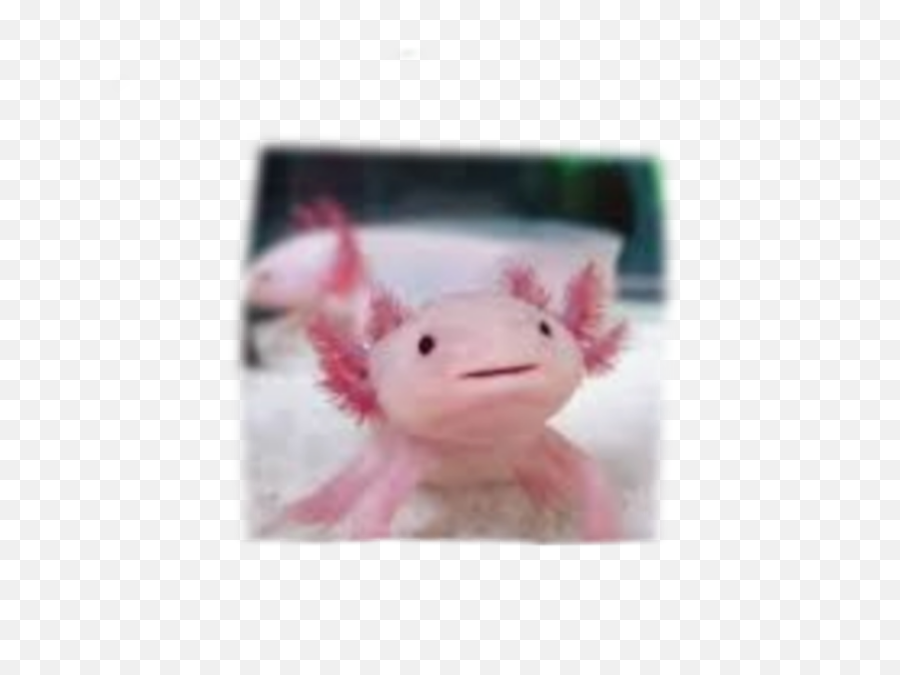 Axolotl Sticker - Soft Emoji,Axolotl Emoji