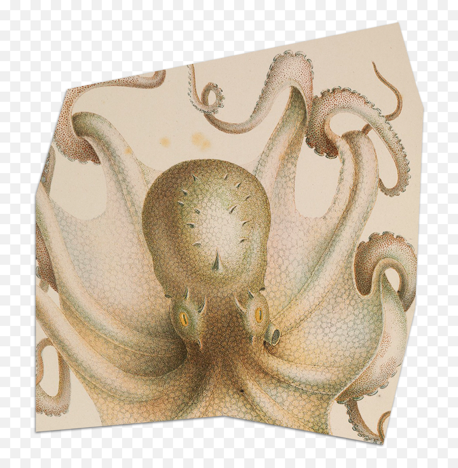 Organizational Structure - Common Octopus Emoji,Octopus Changing Color To Match Emotion