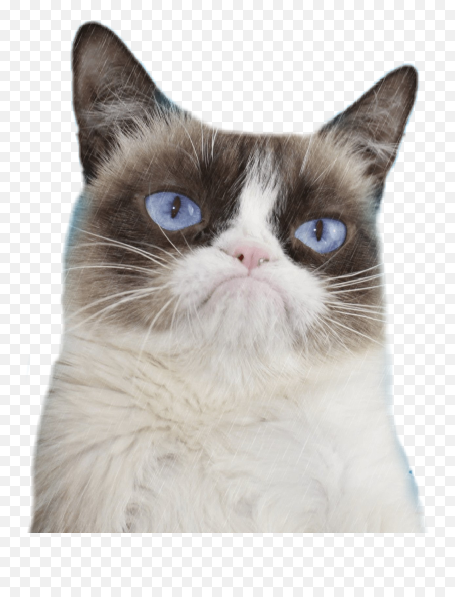 Gato Grumpycat Grumpy Grumpyface - Snowshoe Cat Emoji,Grumpy Cat Emoji Png