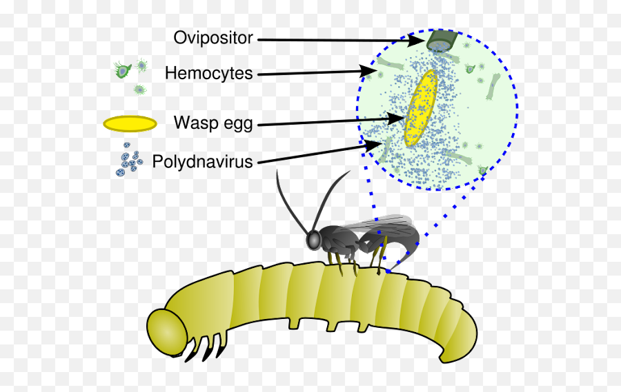 Alien Estudio Biológico Bichólogo - Polydnavirus Wasp Emoji,Buscando A Nemo Crush Suave Emojis