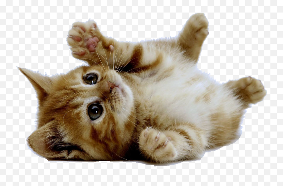 Cute Kitten American Shorthair Cuteness - Cat Cute No Background Emoji,Free Cute Kittenl Emoticons