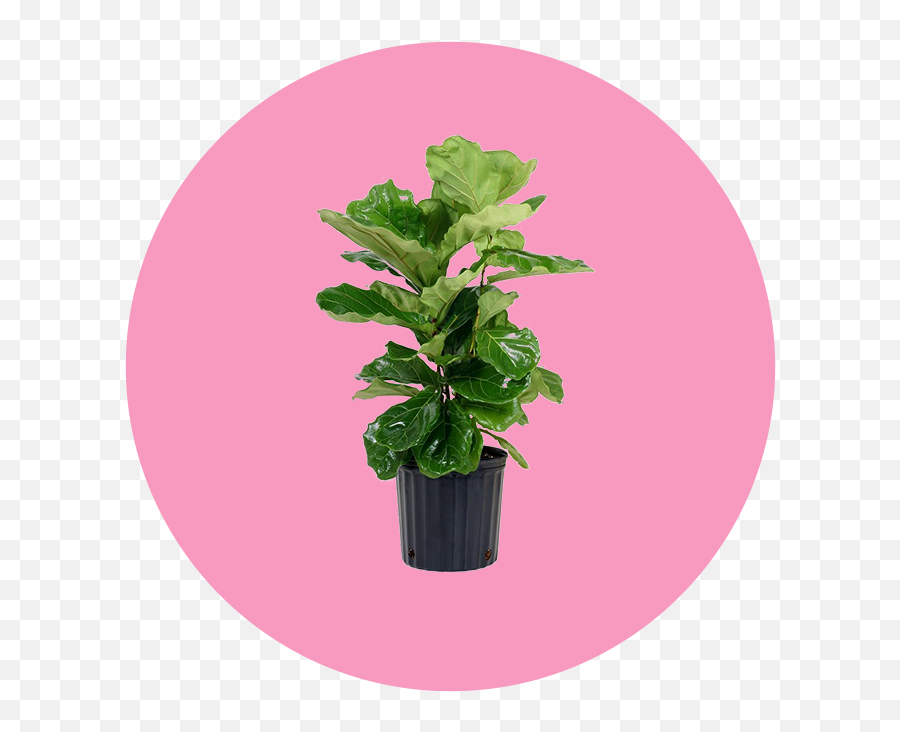 23 Easy Breezy Beautiful Houseplants - Fines Herbes Emoji,Don't Forget To Get Some H20 Houseplant With Emotions