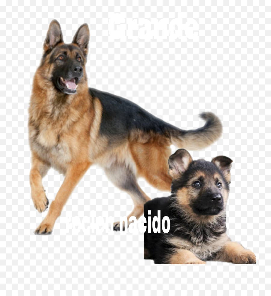 Pastor Aleman Sticker - German Shepherd Dog Png Hd Emoji,Dog With Ar Emojis