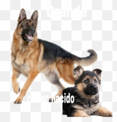 Pastor Aleman Sticker - German Shepherd Dog Png Hd Emoji,Dog With Ar Emojis