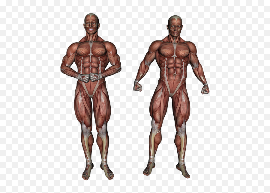 Man Training Kid Muscle Academy Iron - Ashwagandha Muscle Growth Emoji,Bodybuilder Emotions