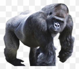 Gorilla Png Transparent - Gorilla Png Transparent Emoji,Where Is The Gorilla Emoji