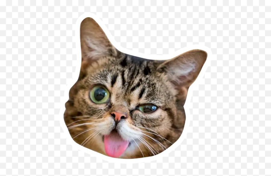 Grumpy Cat Y Lil Bub Stickers For Whatsapp - Domestic Cat Emoji,Grumpy Cat Emojis